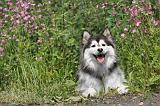CHIEN FINNOIS DE LAPONIE 190